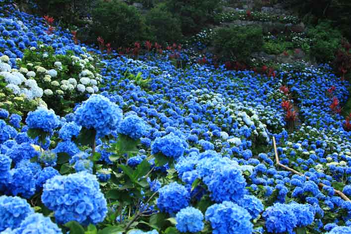 𩜙平名紫陽花園